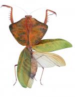 Choeradodis strumaria (Linné, 1758)