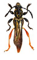Acyphoderes abdominalis  (Olivier, 1795)