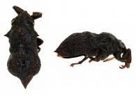 Membracidae Gen sp65