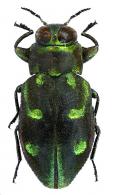 Chrysobothris sp1