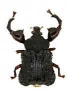 Camarotus sp2