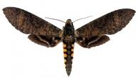 Manduca diffissa tropicalis  (Rothschild & Jordan, 1903)