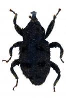 Cryptorhynchus sp19