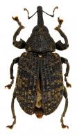 Curculionidae Gen sp111