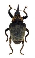 Curculionidae Gen sp123
