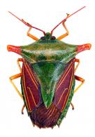 Edessa cylindricornis Stål, 1872