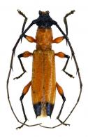 Stizocera sp  G418