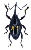 Cylindrocerus comma Schoenherr, 1844