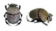 Phanaeus (Notiophanaeus) cambeforti   Arnaud, 1982