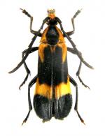 Euryptera sp