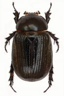 Hylobothynus pontis   Ratcliffe, 1982