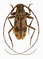 Lepturges (Lepturges) amabilis  Bates, 1863