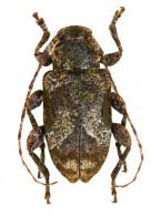 Leptostylus perniciosus Monné & Hoffmann 1981