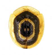 Microctenochira mystica (Boheman, 1855)