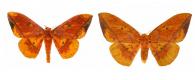 Eacles ormondei peruviana  Bouvier, 1927 ♂ & ♀