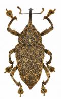 Homalinotus humeralis  Gyllenhal, 1836