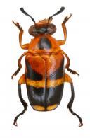 Mastosthethus sp4 ?
