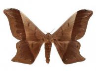 Arsenura beebei  (Fleming, 1945)