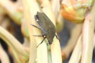 Hoplopyga marginesignata