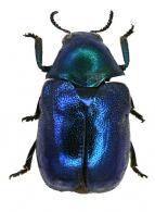 Ischiopachys sp1