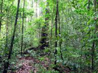 Forêt primaire 