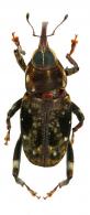 Zygops mexicanus Boheman, 1838