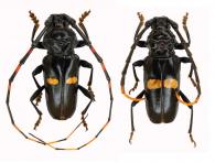 Andraegoidus lacordairei  (Dupont, 1838) var.1  ♂ & ♀ 