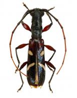 Asynapteron eburnigerum ? (Aurivillius, 1899)