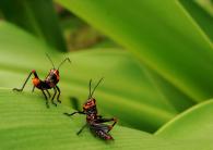 Tropidacris sp  larve