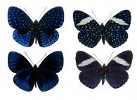 Hamadryas velutina velutina (Bates, 1865)  ♂ & ♀