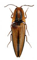 Cardiorhinus bilineatus (Fabricius, 1801)