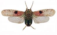 Calyptoproctus aridus Stal, 1869