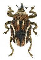 Curculionidae Gen sp90