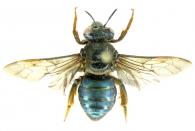Ptiloglossa sp1