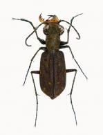 Brasiella argentata macella  Rivalier,1955