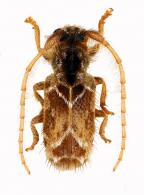 Desmiphora (Desmiphora) durantoni  Tavakilian & Néouze, 2005