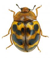 Iphiclus (Habrodactylus) kourouensis  (Lacordaire, 1842) 
