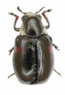 Clytrinae Gen sp28