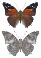 Historis acheronta acheronta (Fabricius, 1775)