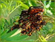 Coreidae Gen sp larve    imago