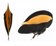 Membracis fusifera Walker, 1858