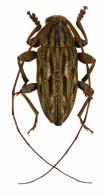Atrypanius corticalis (Bates, 1864)