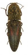 Lacon sp1