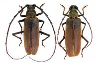 Plocaederus bellator  (Audinet-Serville, 1834)  ♂ & ♀