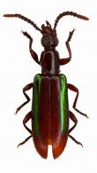 Statira sp1