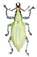 Entiminae Gen sp9