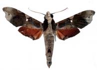 Callionima pan pan  (Cramer, 1779)