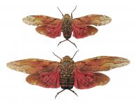 Aracynthus sanguineus (Olivier, 1791)  ♂ & ♀