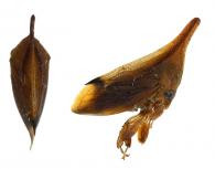 Enchenopa concolor (Fairmaire, 1846)