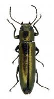 Acropteron sp3